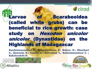 1

Larvae
of
Scarabeoidea
(called white grubs) can be
beneficial to rice growth: case
study on Hexodon unicolor
unicolor (Dynastidae) on the
Highlands of Madagascar
Randriamanantsoa R., Raharinindrina S., Rabary B.; Blanchart
E., Quaranta B.; Naudin K.., Ratnadass A., Rafamatanantsoa E. ;
Rakotosolofo H.

1

 