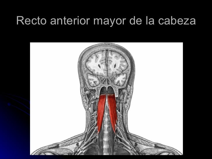 MUSCULOS DEL CUELLO