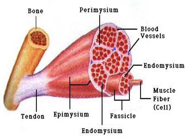 physiology : muscular system