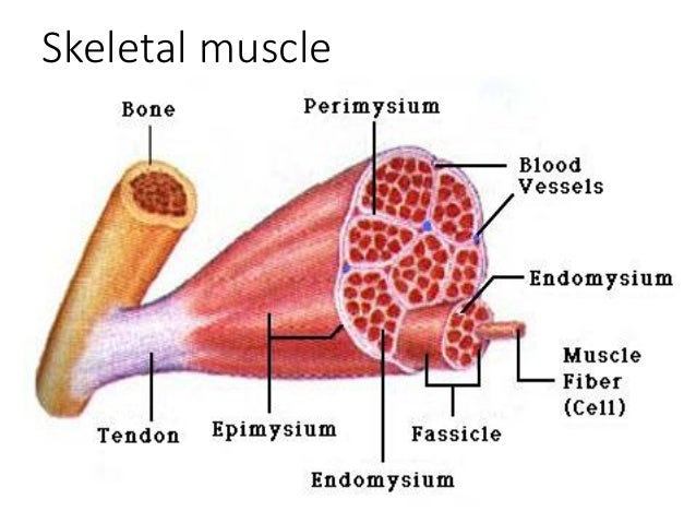 physiology : muscular system