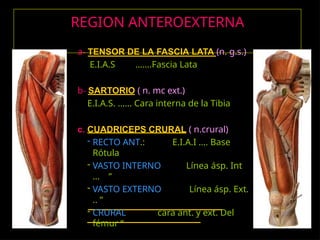 compartimentos del muslo, anterior, medio y posterio | PPTX