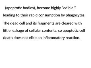 Comprehensive Overview of Necrosis and Apoptosis in Cell Death | PPTX
