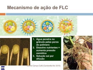 IAC
Mecanismo de ação de FLC
Dia de Campo Café (Cantarella Abr 2019)
1. Água penetra no
grânulo pelos poros
do polímero
2....