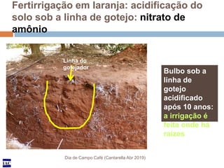 IAC
Fertirrigação em laranja: acidificação do
solo sob a linha de gotejo: nitrato de
amônio
Dia de Campo Café (Cantarella ...