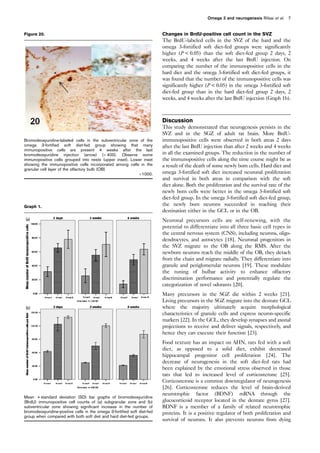 Changes in BrdU-positive cell count in the SVZ
The BrdU-labeled cells in the SVZ of the hard and the
omega 3-fortified soft diet-fed groups were significantly
higher (P  0.05) than the soft diet-fed group 2 days, 2
weeks, and 4 weeks after the last BrdU injection. On
comparing the number of the immunopositive cells in the
hard diet and the omega 3-fortified soft diet-fed groups, it
was found that the number of the immunopositive cells was
significantly higher (P0.05) in the omega 3-fortified soft
diet-fed group than in the hard diet-fed group 2 days, 2
weeks, and 4 weeks after the last BrdU injection (Graph 1b).
Discussion
This study demonstrated that neurogenesis persists in the
SVZ and in the SGZ of adult rat brain. More BrdU-
immunopositive cells were observed in both areas 2 days
after the last BrdU injection than after 2 weeks and 4 weeks
in all the examined groups. The reduction in the number of
the immunopositive cells along the time course might be as
a result of the death of some newly born cells. Hard diet and
omega 3-fortified soft diet increased neuronal proliferation
and survival in both areas in comparison with the soft
diet alone. Both the proliferation and the survival rate of the
newly born cells were better in the omega 3-fortified soft
diet-fed group. In the omega 3-fortified soft diet-fed group,
the newly born neurons succeeded in reaching their
destination either in the GCL or in the OB.
Neuronal precursors cells are self-renewing, with the
potential to differentiate into all three basic cell types in
the central nervous system (CNS), including neurons, oligo-
dendrocytes, and astrocytes [18]. Neuronal progenitors in
the SVZ migrate to the OB along the RMS. After the
newborn neurons reach the middle of the OB, they detach
from the chain and migrate radially. They differentiate into
granule and periglomerular neurons [19]. These modulate
the tuning of bulbar activity to enhance olfactory
discrimination performance and potentially regulate the
categorization of novel odorants [20].
Many precursors in the SGZ die within 2 weeks [21].
Living precursors in the SGZ migrate into the dentate GCL
where the majority ultimately acquire morphological
characteristics of granule cells and express neuron-specific
markers [22]. In the GCL, they develop synapses and axonal
projections to receive and deliver signals, respectively, and
hence they can execute their function [23].
Food texture has an impact on AHN, rats fed with a soft
diet, as opposed to a solid diet, exhibit decreased
hippocampal progenitor cell proliferation [24]. The
decrease of neurogenesis in the soft diet-fed rats had
been explained by the emotional stress observed in those
rats that led to increased level of corticosterone [25].
Corticosterone is a common downregulator of neurogenesis
[26]. Corticosterone reduces the level of brain-derived
neurotrophic factor (BDNF) mRNA through the
glucocorticoid receptor located in the dentate gyrus [27].
BDNF is a member of a family of related neurotrophic
proteins. It is a positive regulator of both proliferation and
survival of neurons. It also prevents neurons from dying
Figure 20.
Bromodeoxyuridine-labeled cells in the subventricular zone of the
omega 3-fortified soft diet-fed group showing that many
immunopositive cells are present 4 weeks after the last
bromodeoxyuridine injection (arrow) (Â 400). Observe some
immunopositive cells grouped into nests (upper inset). Lower inset
showing the immunopositive cells incorporated among cells in the
granular cell layer of the olfactory bulb (OB)
Â1000.
Graph 1.
Mean + standard deviation (SD) bar graphs of bromodeoxyuridine
(BrdU) immunopositive cell counts of (a) subgranular zone and (b)
subventricular zone showing significant increase in the number of
bromodeoxyuridine-positive cells in the omega 3-fortified soft diet-fed
group when compared with both soft diet and hard diet-fed groups.
Omega 3 and neurogenesis Rifaai et al. 7
 