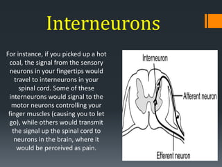 Interneuron Signaling Neuron | PPTX