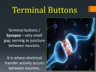 terminal buttons