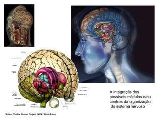 A integração dos  possíveis módulos e/ou  centros da organização do sistema nervoso Sciam; Visible Human Project  NLM; Stock Fotos 