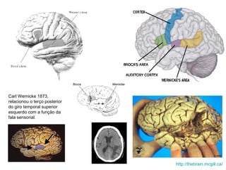 Carl Wernicke 1873, relacionou o terço posterior do giro temporal superior esquerdo com a função da fala sensorial. http://thebrain.mcgill.ca/   