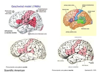 Geshwind N. 1979 Scentific American AREA DE  WERNICKE Pronunciando uma palavra  escrita CORTEX MOTOR Pronunciando uma palavra  ouvida 