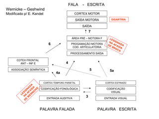 FALA  -  ESCRITA CORTEX TEMPORO PARIETAL CODIFICAÇÃO FONOLÓGICA ENTRADA AUDITIVA CORTEX ESTRIADO CODIFICAÇÃO VISUAL ENTRADA VISUAL COTEX FRONTAL  ANT – INF E ASSOCIAÇÃO SEMÂNTICA PALAVRA FALADA PALAVRA  ESCRITA LESIONADA  NA AFASIA DE BROCA LESIONADA  NA AFASIA DE WERNICKE 5 5a 4 4a 6 7 3 Wernicke – Geshwind Modificado p/ E. Kandel DISARTRIA   CORTEX MOTOR SAÍDA MOTORA SAÍDA ÁREA PRÉ – MOTORA F PROGAMAÇÃO MOTORA COD. ARTICULATÓRIA PROCESSAMENTO SAÍDA 