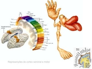 Represenções do cortex senorial e motor 