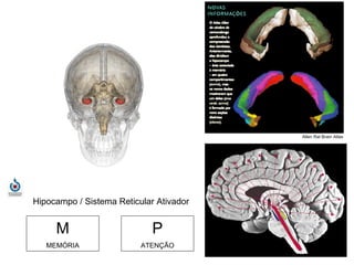 M MEMÓRIA P ATENÇÃO Hipocampo / Sistema Reticular Ativador Allen Rat Brain Atlas 