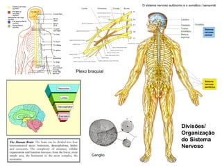 Ganglio Plexo braquial Divisões/ Organização do Sistema  Nervoso O sistema nervoso autônomo e o somático / sensorial. 