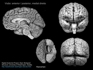 Visão: anterior / posterior, medial direito Digital Anatomist Project, Dept. Biological Structure, University of Washington, Seattle. http://www9.biostr.washington.edu/da.html Hipocampo 