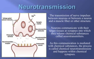 The transmission of nerve impulses
between neurons or between a neuron
and a muscle fiber or other structure.
Neurons communicate with their
target tissues at synapses into which
they release chemical substances
called neurotransmitters.
As this communication is mediated
with chemical substances, the process
is called chemical neurotransmission
and happens within chemical
synapses.
 