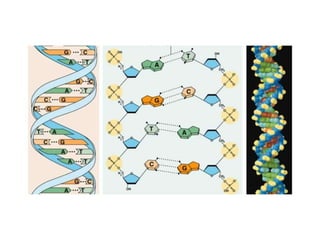 A conjugação da informação dessas duas informações dá origem a um novo ser distinto dos progenitores.5