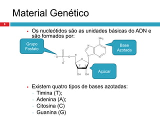 Informação GenéticaÉ a informação contida em qualquer célula do nosso corpo que determina as nossas características de cada um de nós. 