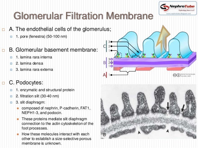 renal histopathology ii normal kidney electron microscopy 14 638