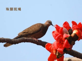 珠頸斑鳩
 