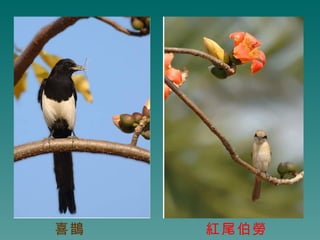 喜鵲   紅尾伯勞
 