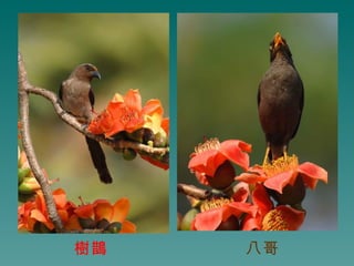 樹鵲   八哥
 