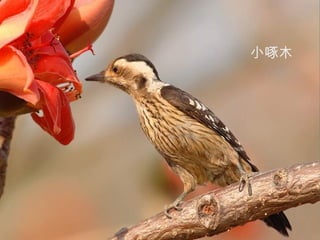 小啄木
 