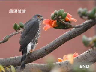 鳳頭蒼蒼




       END
 