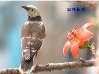 黑頸椋鳥
 