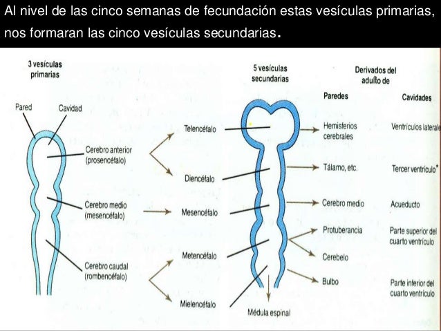 ontogenia