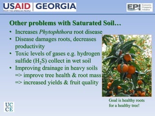 Other problems with Saturated Soil…
• Increases Phytophthora root disease
• Disease damages roots, decreases
productivity
• Toxic levels of gases e.g. hydrogen
sulfide (H2S) collect in wet soil
• Improving drainage in heavy soils
=> improve tree health & root mass
=> increased yields & fruit quality
Goal is healthy roots
for a healthy tree!
 
