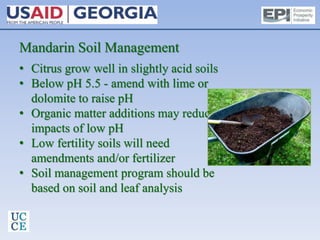 Mandarin Soil Management
• Citrus grow well in slightly acid soils
• Below pH 5.5 - amend with lime or
dolomite to raise pH
• Organic matter additions may reduce
impacts of low pH
• Low fertility soils will need
amendments and/or fertilizer
• Soil management program should be
based on soil and leaf analysis
 