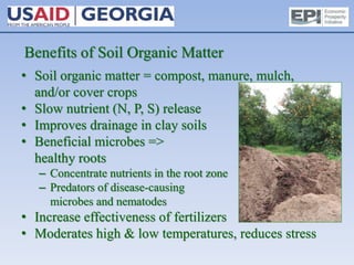 Benefits of Soil Organic Matter
• Soil organic matter = compost, manure, mulch,
and/or cover crops
• Slow nutrient (N, P, S) release
• Improves drainage in clay soils
• Beneficial microbes =>
healthy roots
– Concentrate nutrients in the root zone
– Predators of disease-causing
microbes and nematodes
• Increase effectiveness of fertilizers
• Moderates high & low temperatures, reduces stress
 