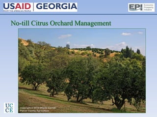 No-till Citrus Orchard Management
 