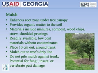 Mulch
• Enhances root zone under tree canopy
• Provides organic matter to the soil
• Materials include manures, compost, wood chips,
straw, shredded prunings
• Readily available, low cost
materials without contaminants
• Place 10 cm out, around trunk
• Mulch out to tree’s drip line
• Do not pile mulch against trunk;
Potential for fungi, insect, or
vertebrate pest damage
 