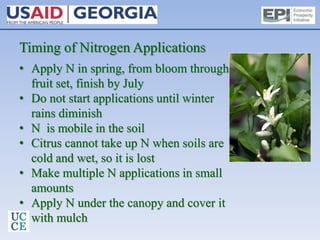 Timing of Nitrogen Applications
• Apply N in spring, from bloom through
fruit set, finish by July
• Do not start applications until winter
rains diminish
• N is mobile in the soil
• Citrus cannot take up N when soils are
cold and wet, so it is lost
• Make multiple N applications in small
amounts
• Apply N under the canopy and cover it
with mulch
 