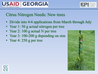 Citrus Nitrogen Needs: New trees
• Divide into 4-6 applications from March through July
• Year 1: 50 g actual nitrogen per tree
• Year 2: 100 g actual N per tree
• Year 3: 100-200 g depending on size
• Year 4: 250 g per tree
 