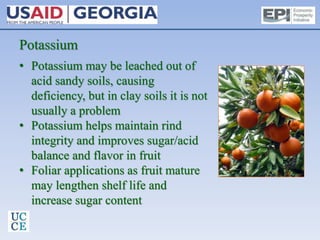 Potassium
• Potassium may be leached out of
acid sandy soils, causing
deficiency, but in clay soils it is not
usually a problem
• Potassium helps maintain rind
integrity and improves sugar/acid
balance and flavor in fruit
• Foliar applications as fruit mature
may lengthen shelf life and
increase sugar content
 