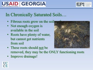 In Chronically Saturated Soils…
• Fibrous roots grow on the soil surface
• Not enough oxygen is
available in the soil
• Roots have plenty of water,
but cannot get nutrients
from soil
• These roots should not be
removed, they may be the ONLY functioning roots
• Improve drainage!
 