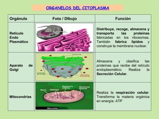 ORGANELOS DEL CITOPLASMA Orgánulo Foto / DIbujo Función Retículo Endo Plasmático Distribuye, recoge, almacena y transporta...