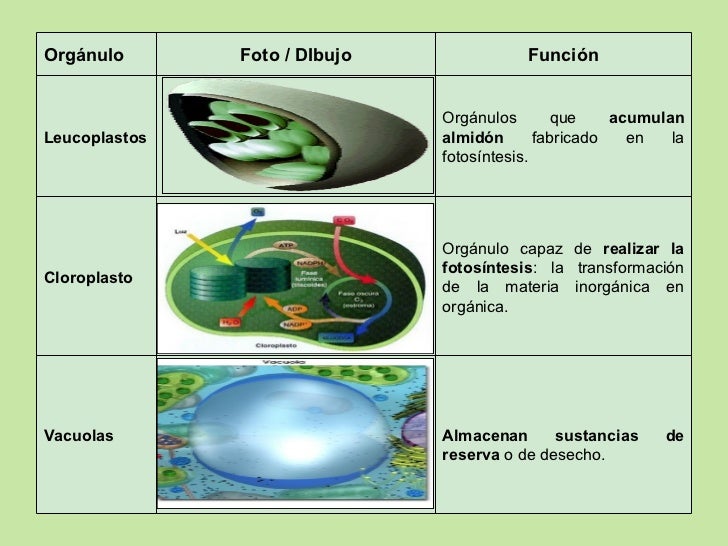 ORGANELOS CELULARES