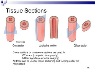 2 organization of the human body | PPT
