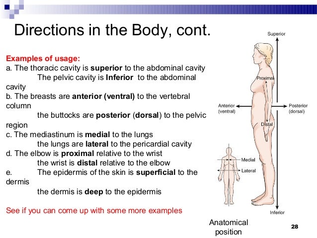 2 organization of the human body