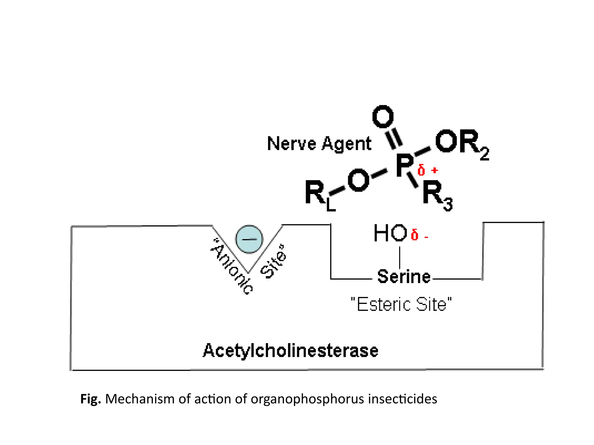 Fig. Mechanism of action of organophosphorus insecticides
 
