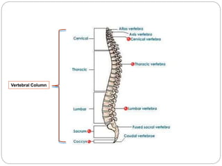 Vertebral Column
 