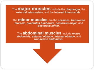  The major muscles include the diaphragm, the
external intercostals, and the internal intercostals.
 The minor muscles are the scalenes, transverse
thoracic, quadratus lumborum, pectoralis major, and
pectoralis minor.
 The abdominal muscles include rectus
abdominis, external oblique, internal oblique, and
transverse abdominis.
 