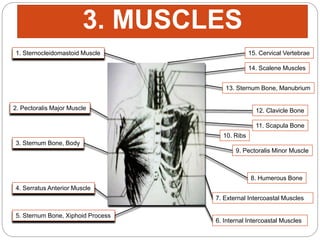 1. Sternocleidomastoid Muscle
2. Pectoralis Major Muscle
3. Sternum Bone, Body
4. Serratus Anterior Muscle
5. Sternum Bone, Xiphoid Process
15. Cervical Vertebrae
14. Scalene Muscles
13. Sternum Bone, Manubrium
12. Clavicle Bone
11. Scapula Bone
10. Ribs
9. Pectoralis Minor Muscle
8. Humerous Bone
7. External Intercoastal Muscles
6. Internal Intercoastal Muscles
3. MUSCLES
 