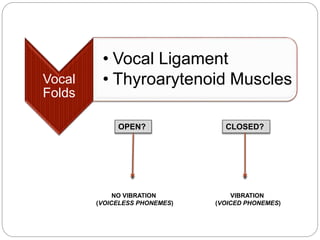 Vocal
Folds
• Vocal Ligament
• Thyroarytenoid Muscles
OPEN?
NO VIBRATION
(VOICELESS PHONEMES)
VIBRATION
(VOICED PHONEMES)
CLOSED?
 
