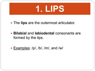  The lips are the outermost articulator.
 Bilabial and labiodental consonants are
formed by the lips.
 Examples: /p/, /b/, /m/, and /w/
1. LIPS
 