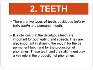  There are two types of teeth, deciduous (milk or
baby teeth) and permanent teeth.
 It is obvious that the deciduous teeth are
important for both eating and speech. They are
also important in shaping the mouth for the 32
permanent teeth and for the production of
phonemes. These teeth and their alignment play
a key role in the production of phonemes.
2. TEETH
 